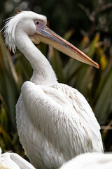 pelican in the zoo