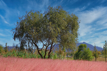 View of a pink muhly grass field with some trees at the rear under a blue sky on a bright day of autumn (october 2020) in the Suncheon Bay National Garden, South Korea