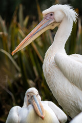portrait of a pelican