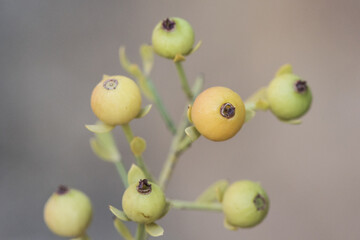 Osyris alba wild broom green and red autumnal berries according to maturation with the peduncle on...