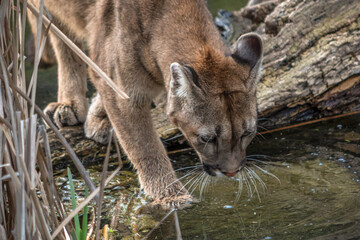 Young Cougar