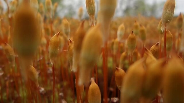 Polytrichum commune macro