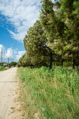 path in the park