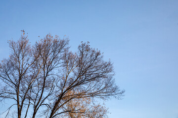tree and sky on the full 