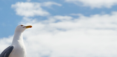 Banner, seagull close-up on a white-blue sky background
