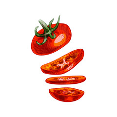Flying pieces of red tomato. Vector vintage hatching color illustration.