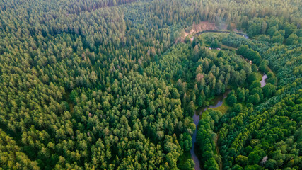 Pine forest from a height. Aerial drone view over a lush green pine forest. Nature concept.