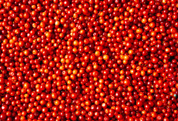 fresh red cowberries background. High quality photo of forest berries