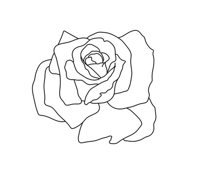 Rose Contour" Images – Browse 14 Stock Photos, Vectors, and Video | Adobe  Stock