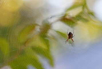 A spider waiting  in its web for a catch