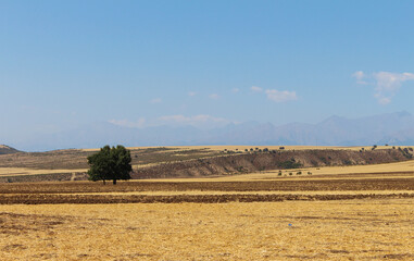 Autumn landscape from nature of Azerbaijan. Agricultural field after harvesting cereal