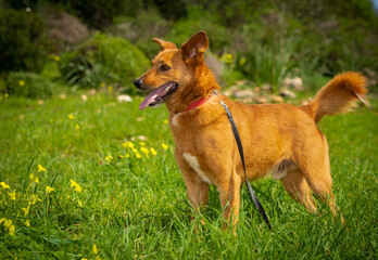 Happy dog on a walk.