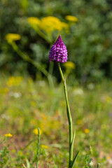 Wild Orchid. Anacamptis pyramidalis or Pyramidal orchid in the countryside of the Algarve, Portugal.