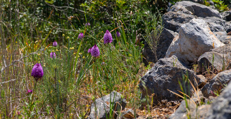 Wild orchid. Anacamptis pyramidalis or Pyramidal orchid in the countryside of the Algarve, Portugal.