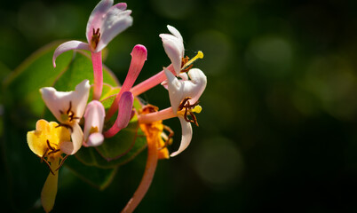 Wild flowers of lonicera periclymenum in close up. Algarve Portugal.