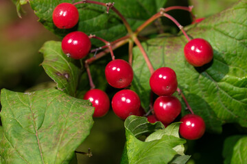 Red viburnum berries