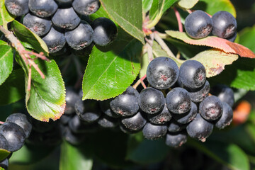 Chokeberry berries in clusters