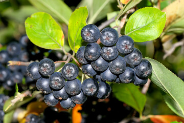 Chokeberry berries in clusters