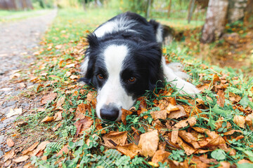 Funny puppy dog border collie lying down on dry fall leaf in park outdoor. Dog sniffing autumn leaves on walk. Hello Autumn cold weather concept.