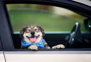 cute brown dog without breed stuck his muzzle and paws out of the car windows while traveling