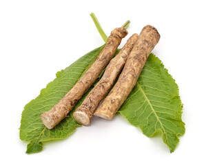 Horseradish roots with leaves.