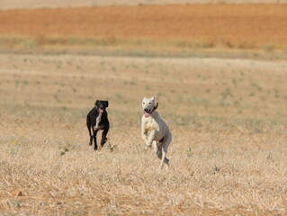 greyhound race fast dog domestic animal field hare hunting