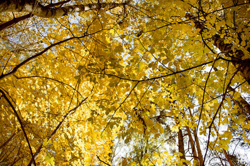 beautiful autumn forest and yellow leaves in autumn