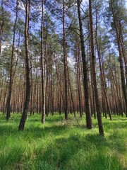 In the middle of a forest, conifers - obrazy, fototapety, plakaty