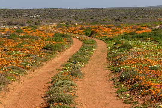 A sandy two track farm road through orange wild flowers in Nam,aqualand, South Africa