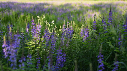 Naklejka premium green field with tall blue flowers on a sunny summer day, Russia
