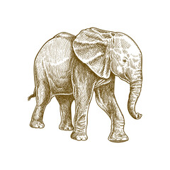 elephant detailed hand drawing