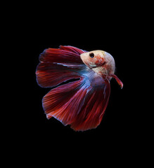 A betta fish is a small, freshwater fish that is brightly colored has long fins and sometimes called a Siamese fighting fish. This is one of kind betta fish called Double Tail Halfmoon Betta Fish