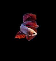 A betta fish is a small, freshwater fish that is brightly colored has long fins and sometimes called a Siamese fighting fish. This is one of kind betta fish called Double Tail Halfmoon Betta Fish