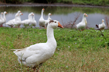 White geese on a lake coast. Poultry on pasture in a countryside
