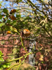 butterfly on a branch