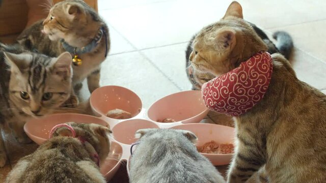 4k lovely group of kitten cat eating cat food feeding cat with dry feli