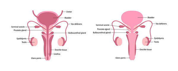 Male human reproductive system with parts description on white background cut-away view and whole