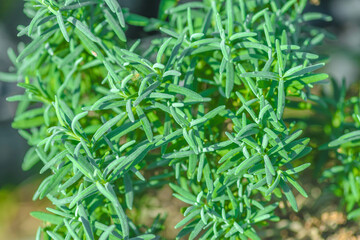 Fototapeta premium green useful herbs. Rosemary is a magnificent evergreen plant