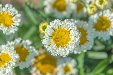 Chamomile is a highly decorative perennial. Herbaceous perennial plant. daisies in the grass.