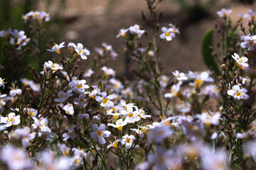 flowers in the field