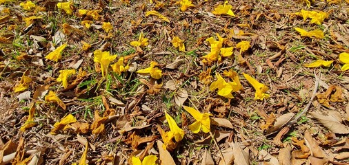 Flor do ipê amarelo