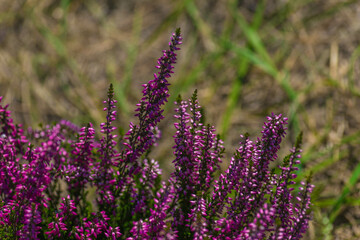 field of lavender