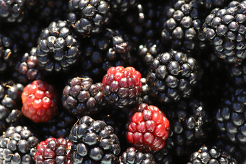 grupo de moras silvestres negras y rojas