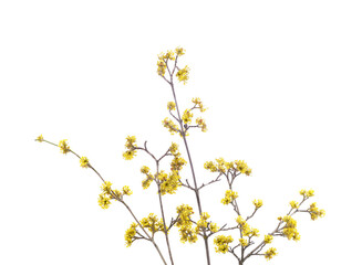 A branch of yellow dogwood.