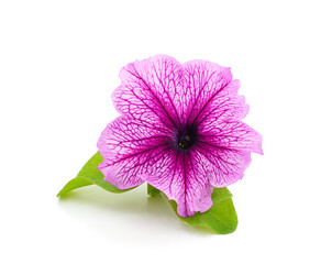 Purple beautiful petunia.