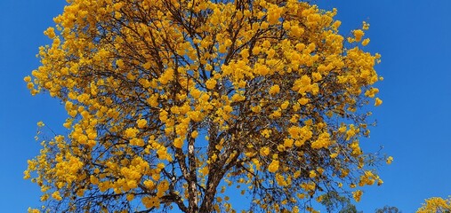 Ipê amarelo