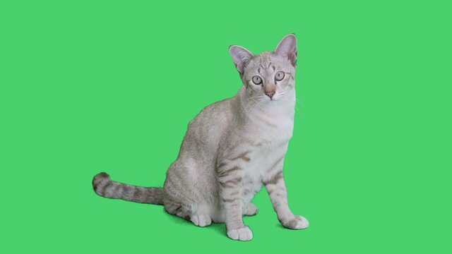 4k tabby kitten sitting and looking around on chroma key background