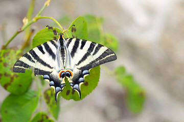 mariposa iphiclides sobre una hoja con parte del ala rota - 455138034