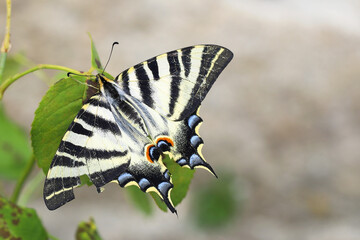 mariposa iphiclides sobre una hoja con parte del ala rota