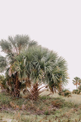 Palm trees on a beach in Florida